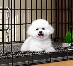 Review Xịt Khử Mùi I Smell Good: Đánh Bay Mùi Hôi Chó Mèo, An Toàn 100%