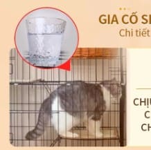 Review Chuồng Mèo Gấp Gọn BIGSIZE: 3-4 Tầng Rộng Rãi, Giá Rẻ Kèm Khay?