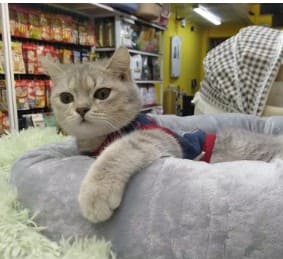 Review Đệm Ngủ Cho Chó Mèo: Siêu Mềm Mại, Chống Trượt, Đủ Size S-XL