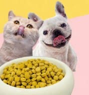 Review Phô Mai Cheese Ball: Bí Kíp Tăng Nọng, Mượt Lông Cho Thú Cưng